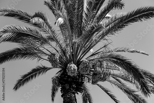 Date fruits sagging from the top od a palm tree