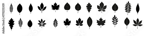 Black silhouette set of various leaf shapes on white background