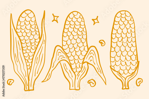 Hand drawn corn illustration. Harvest and Thanks Giving season. Outline corn illustration in vector