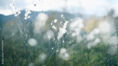 Autumn grass in the mountains at sunset. Plants swaying in the light wind. Beautiful autumn nature background. Selective focus
