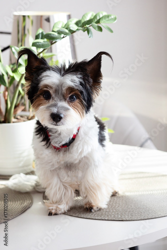A black and white Yorkshire Terrier puppy rests on a kitchen table. A Yorkshire Terrier puppy rests on a light-colored kitchen table.

