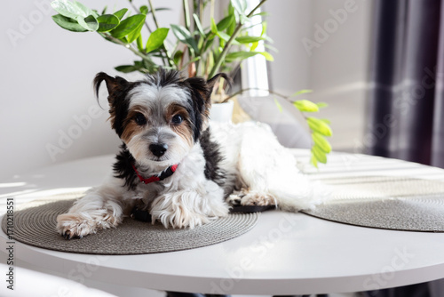 A black and white Yorkshire Terrier puppy rests on a kitchen table. A Yorkshire Terrier puppy rests on a light-colored kitchen table.

