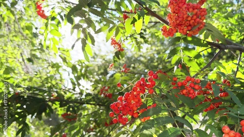 Rowan tree with red rowan berries against the sky at sunny day. Sunlight shines through the leaves. Branches swaying in the wind
