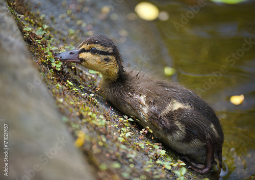 baby duck