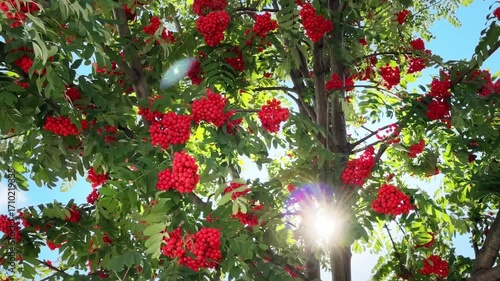 Rowan tree with red rowan berries against the sky at sunny day. Sunlight shines through the leaves. Branches swaying in the wind

