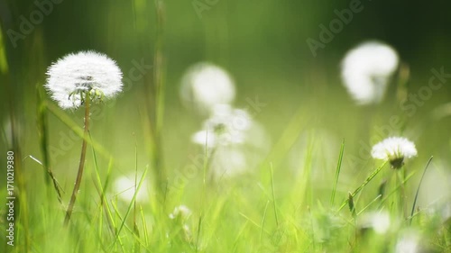 Green grass with white fluffy dandelions in a summer forest at sunny day. Plants swaying in the light wind. Summer nature background. Selective focus
