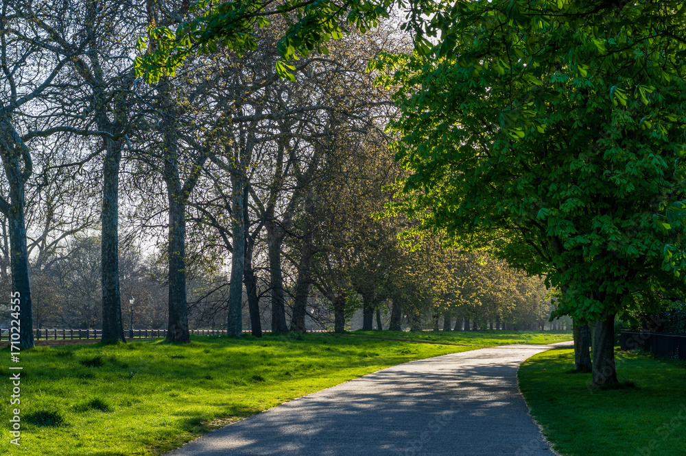 Fototapeta premium London Park Path with Trees and Morning Sunshine