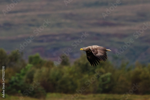 White-Tailed Eagle in Flight over Scottish Landscape