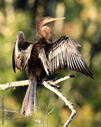 Anhinga in Florida drying its wings