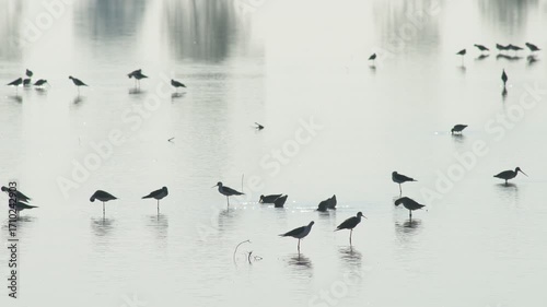 Flock of Birds Silhouetted Against Calm Water Reflection Landscape