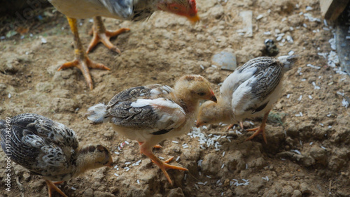 Baby Chicks Eating Rice on the Ground