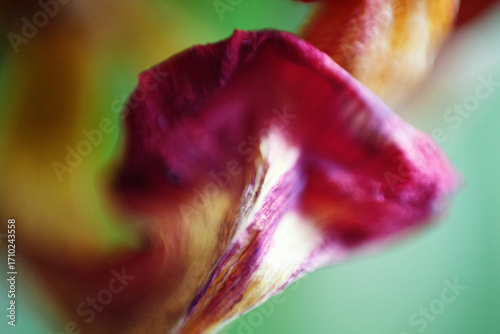 A background of a flower shot on macro, abstract