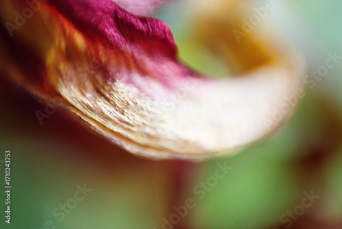 A background of a flower shot on macro, abstract