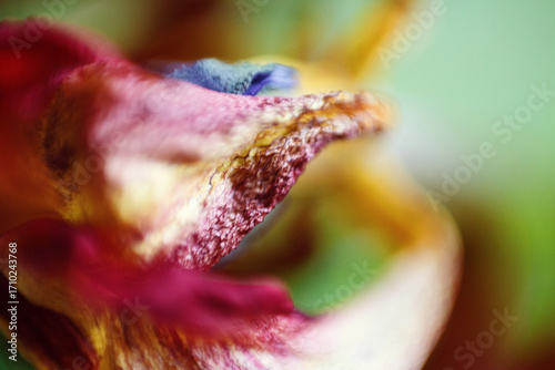 A background of a flower shot on macro, abstract