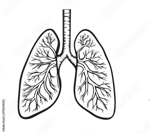 vector illustration of human lungs
