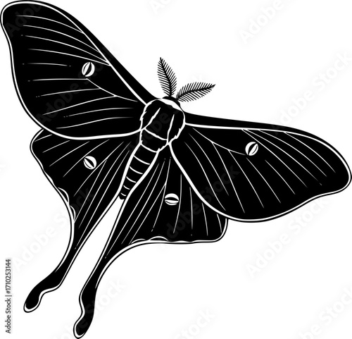 luna moth line art silhouette vector illustration