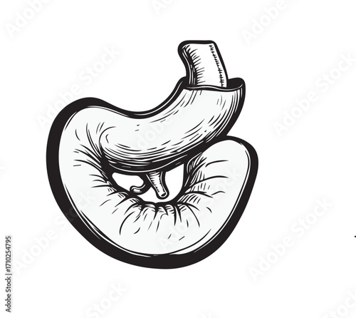 vector illustration of a human stomach