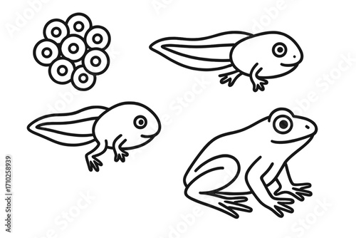 Simple line art of frog metamorphosis. Vector cartoon set showing the lifecycle from eggs and spawn to tadpole and adult frog. Educational biology illustration concept.