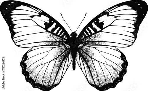 Detailed black and illustration of a butterfly, showcasing intricate wing patterns and delicate beauty of nature