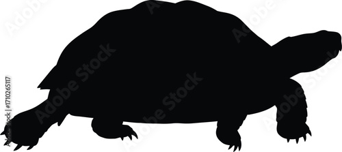 Silhouette of a tortoise walking, showcasing its slow and steady movement in a minimalist and striking composition