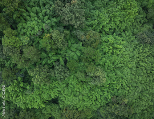 Aerial view of beautiful bamboo forest landscape in China