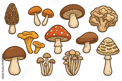 Mushroom vector illustration set. Fungi collection with various species. Cartoon edible and poisonous fungus. Forest nature food design element. Morel, shiitake, amanita.