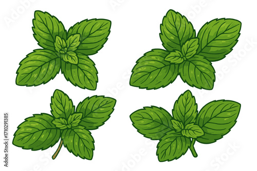 Fresh green mint leaves vector set. Spearmint, peppermint herb plant illustration. Botanical cartoon icon for cooking ingredients, tea, mojito. Isolated organic food concept.