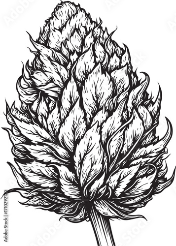 Marijuana Hemp Bud Cannabis CBD THC Medical Weed Vector Illustration, Sketch Drawing Line Linear Symbol Icon Engraving Coloring Book, Hand-drawn Doodle Black and White Isolated
