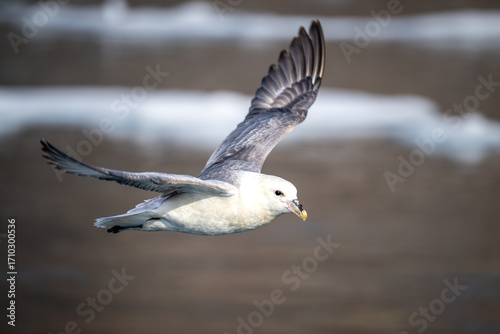 Photos The northern fulmar, Fulmarus glacialis, fulmar or Arctic fulmar is a seabird