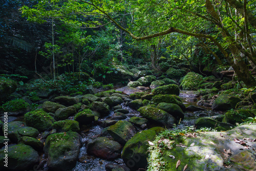 小川 西表島 2025年9月5日撮影