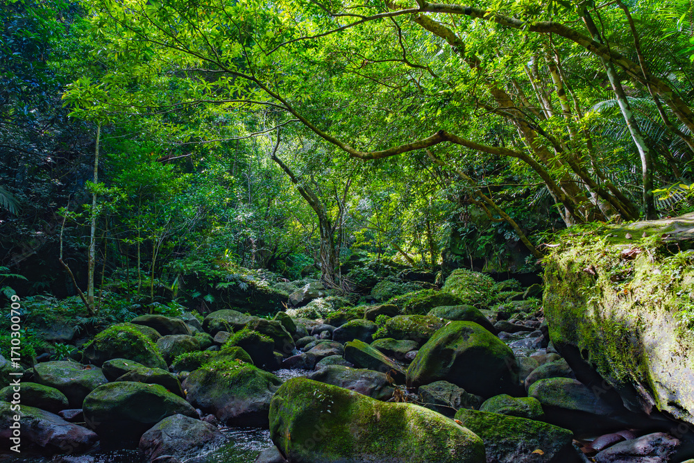 Obraz premium 小川 西表島 2025年9月5日撮影