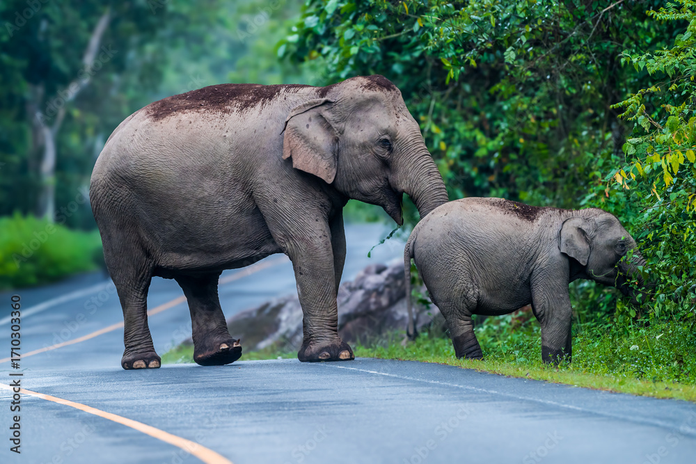 Naklejka premium Its body is gray, its snout is called the trunk. The trunk of the Asian elephant has only one beak. Nakhon Ratchasima, Thailand.