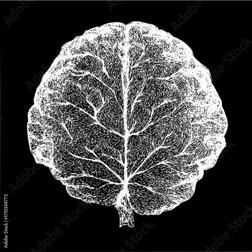 White detailed leaf with intricate vein patterns on a stark black background showing nature art design