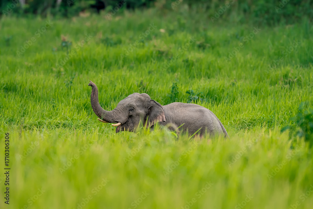 Obraz premium Its body is gray, its snout is called the trunk. The trunk of the Asian elephant has only one beak. Nakhon Ratchasima, Thailand.