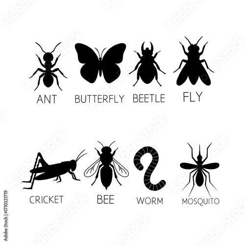 set of insects