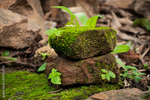 Green moss on old brick wall. Stone with green moss and plants