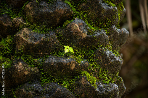Close-up of ferns and mosses on a tree trunk in rainy forest