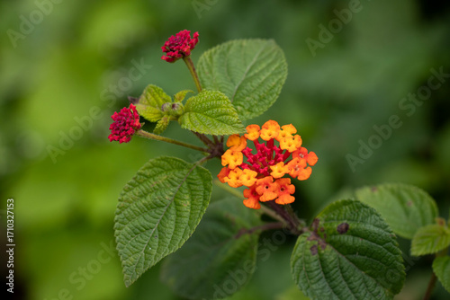 Lantana camara flowers, commonly known as common lantana or wild sage.
