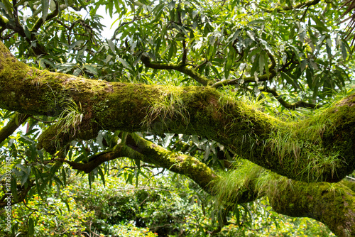 Close-up of ferns and mosses on a tree trunk in rainy forest