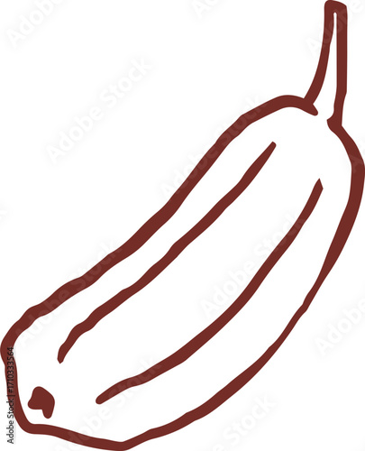 Cute hand drawn line art whimsical illustration of zucchini. Outlined vector clip art