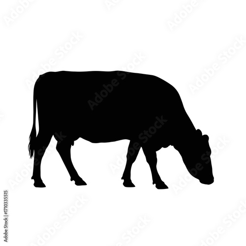 Black cow silhouette grazing on white background silhouette isolated on white background