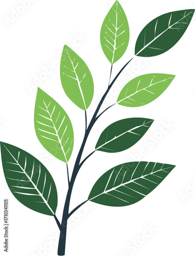 leaf, green, isolated, plant, branch, nature, tree, leaves, white, foliage, spring, growth, closeup, fresh, botany, summer, natural, flora, macro, beauty, environment, color, life, freshness, bright