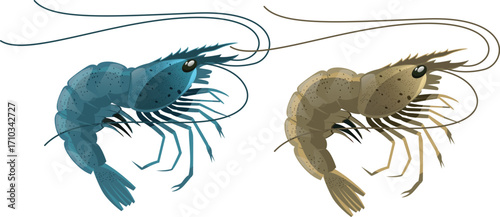 vector illustration of lobster