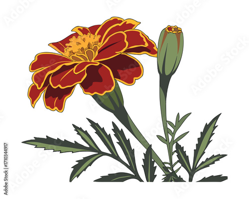 "Golden Marigold Blossoms Brighten Gardens with Vibrant Beauty"