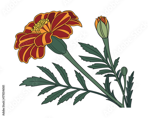 "Golden Marigold Blossoms Brighten Gardens with Vibrant Beauty"