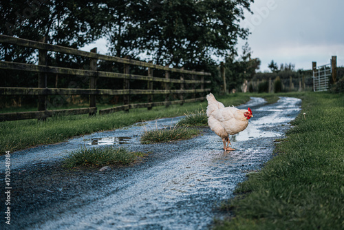 Chicken Standing on Farm Path After Rain