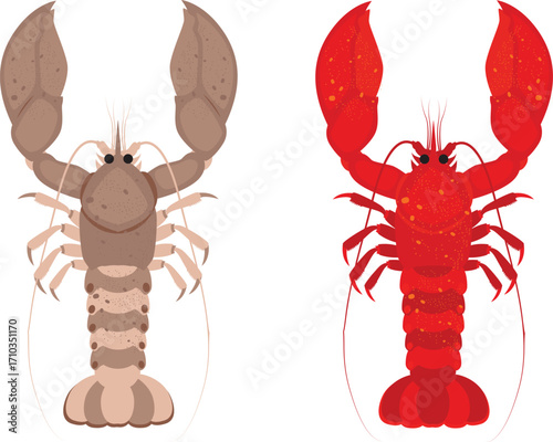 red lobster isolated on white