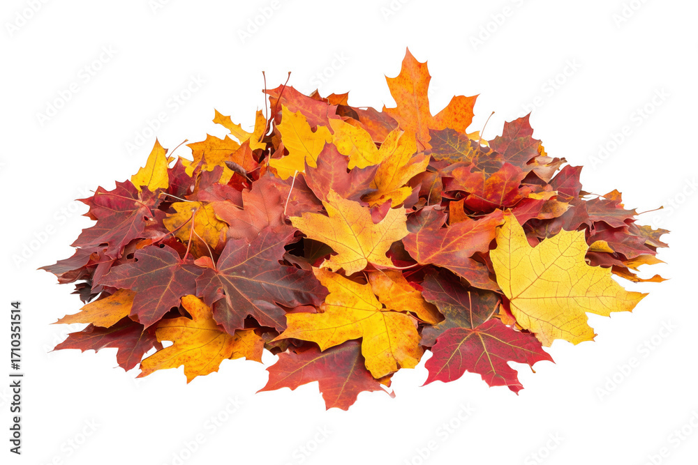 Fototapeta premium A vibrant pile of colorful autumn maple leaves isolated on a background