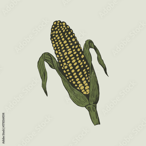 Vintage vector illustration of corn cob. Hand drawn autumn harvest sketch for thanksgiving or fall festival. Retro farm food icon. Seasonal organic vegetable, botanical maize element isolated.