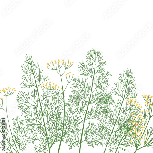 Fresh Dill Herb Illustration with Leaves and Yellow Flowers